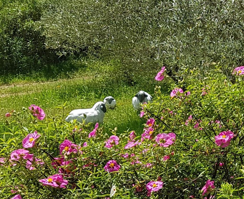 Pierres Blanches Bed & Breakfast Cotignac Dış mekan fotoğraf